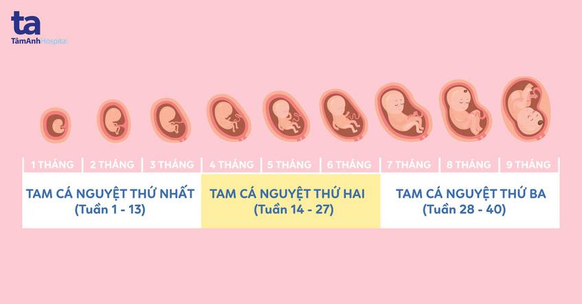 Tam cá nguyệt: 101 điều mẹ bầu cần biết để có một kỳ thai sản an toàn