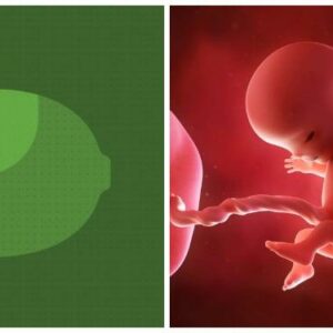 Sự phát triển của thai nhi qua 42 tuần tuổi diễn ra kỳ diệu như thế nào?