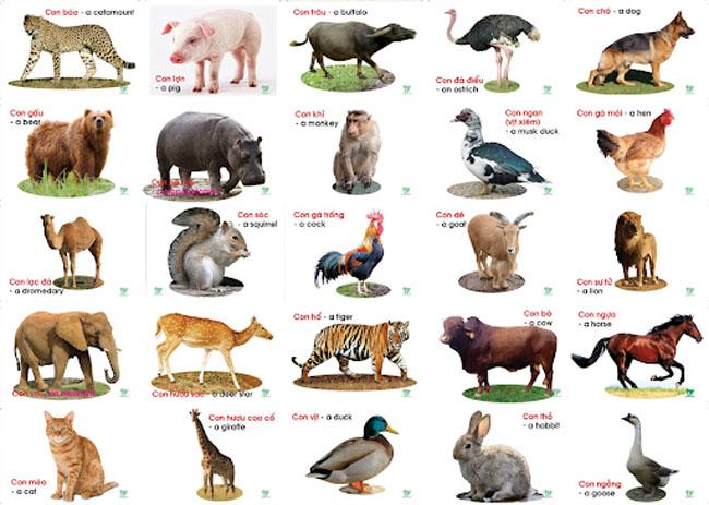 Chủ đề tiếng Anh mầm non: Động vật