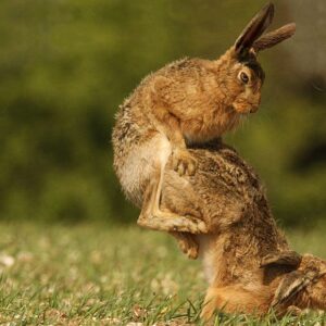 Mách bạn 6 cách nhận biết thỏ mang thai dễ dàng
