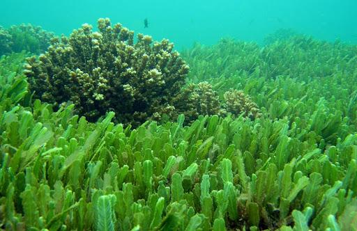 Tảo xoắn Spirulina sinh trưởng tự nhiên trong đại dương và các hồ nước mặn (ảnh minh hoạ)