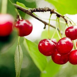 Dinh dưỡng trong quả cherry đỏ. Cherry phòng bệnh gì?
